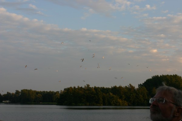 Click for the original image